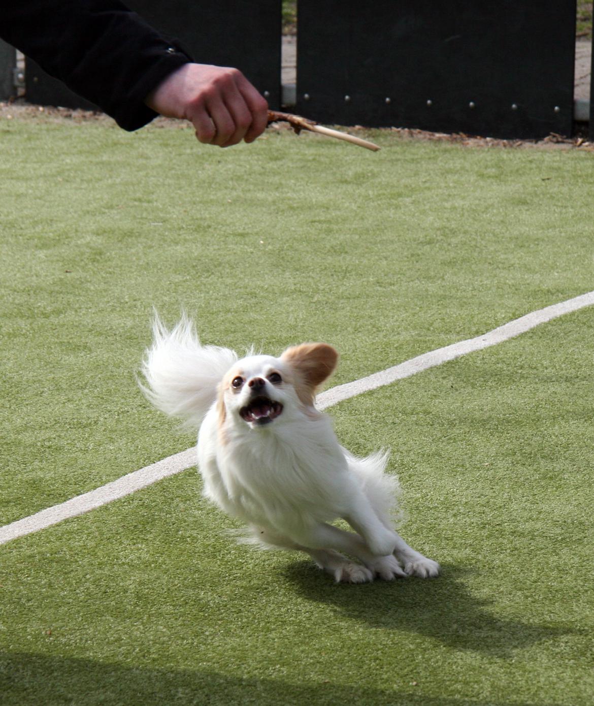 Blanding af racer Oscar billede 8