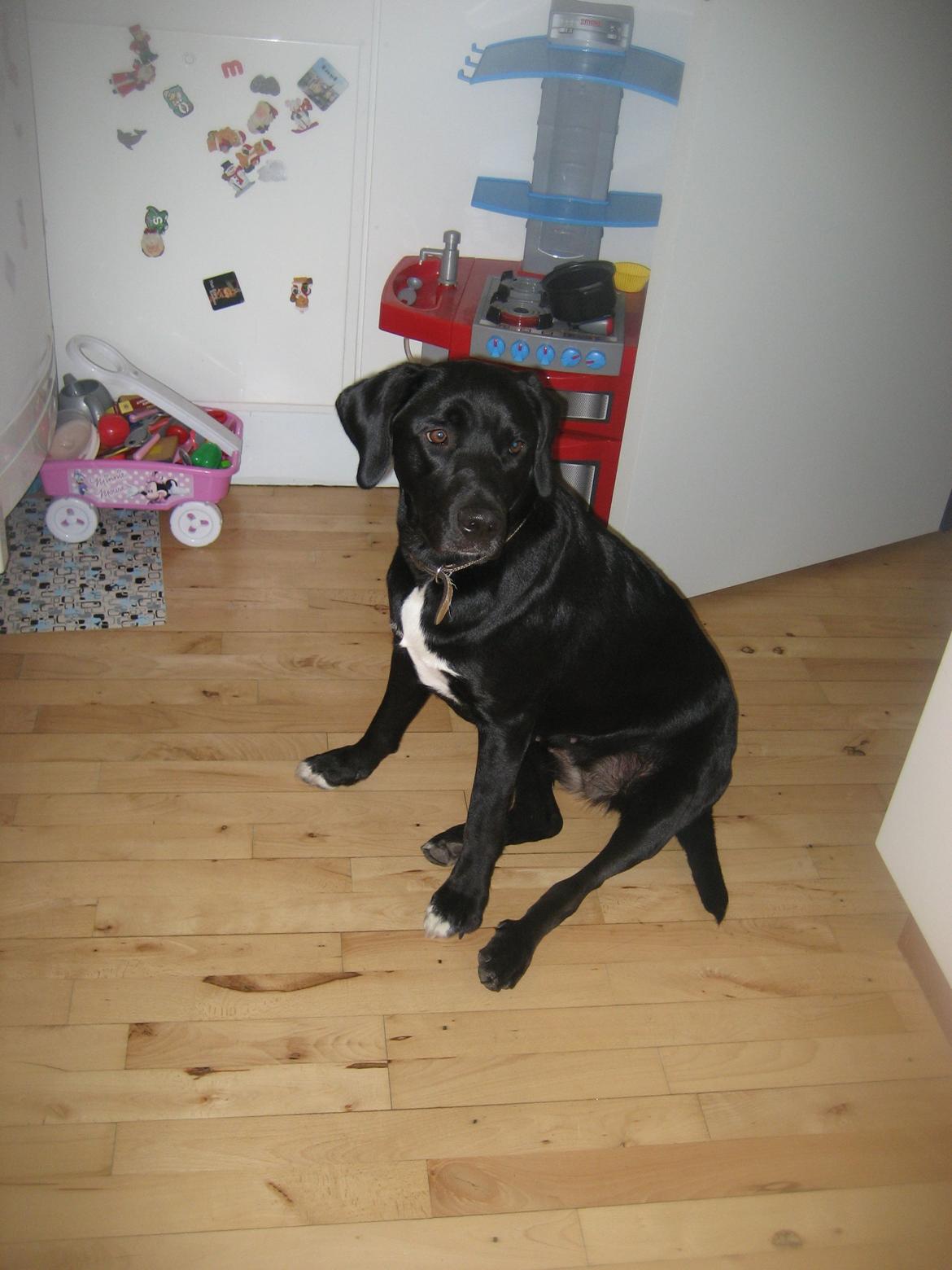 Blanding af racer sussi billede 1