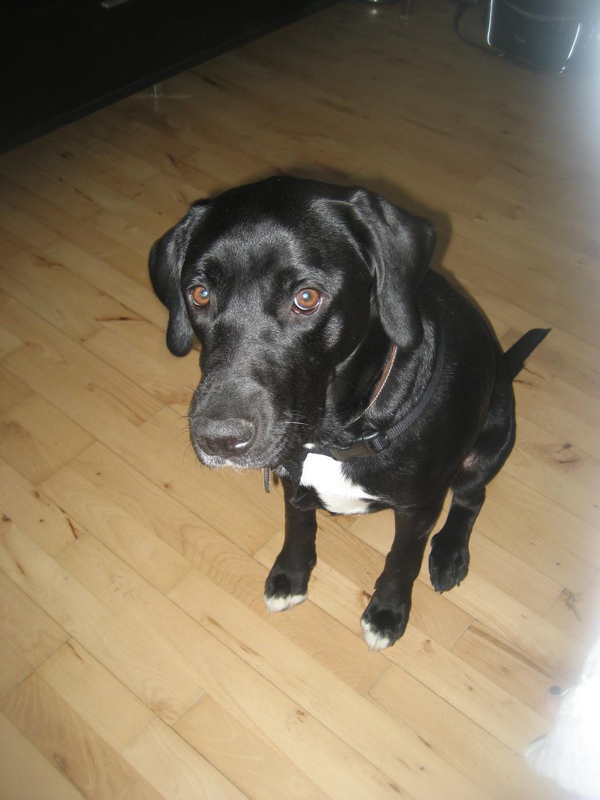 Blanding af racer sussi billede 2