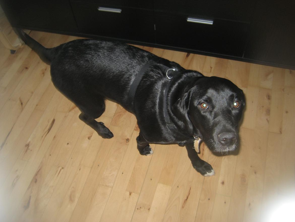 Blanding af racer sussi billede 3