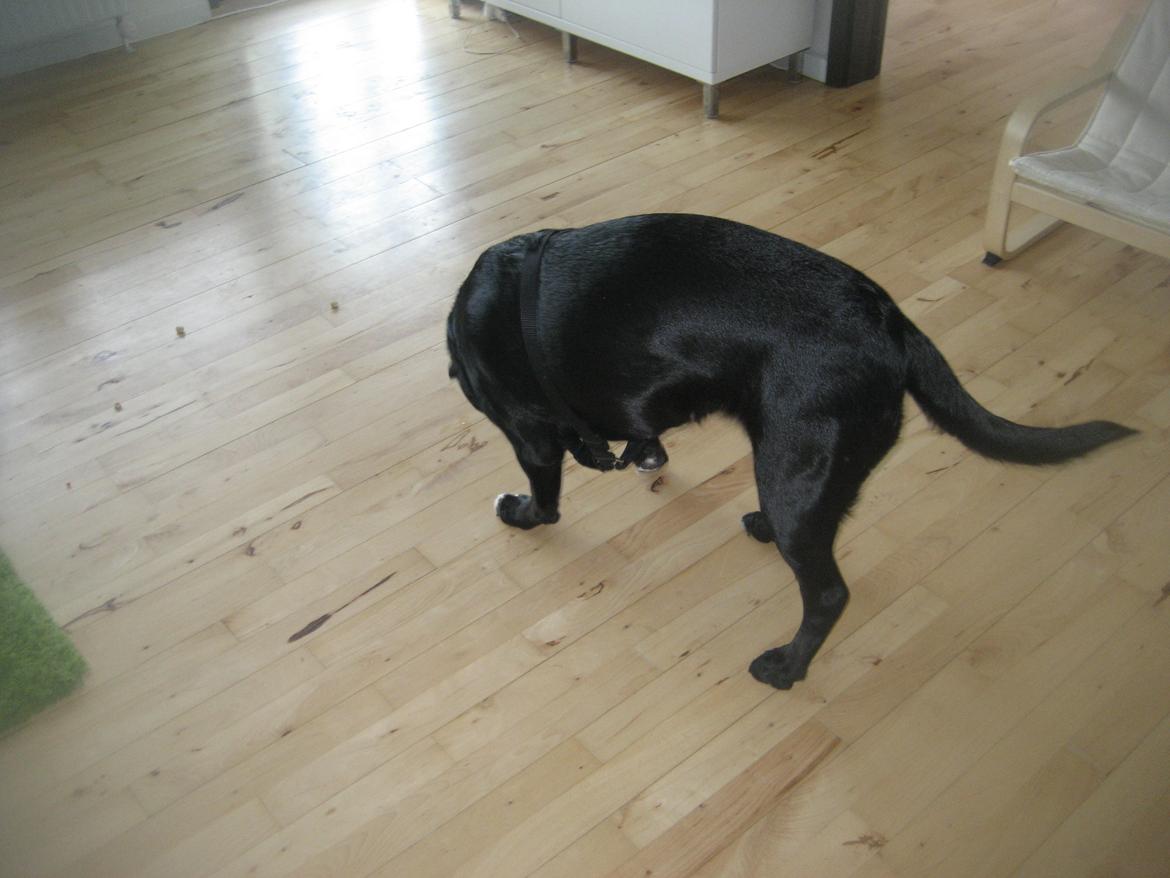 Blanding af racer sussi billede 4