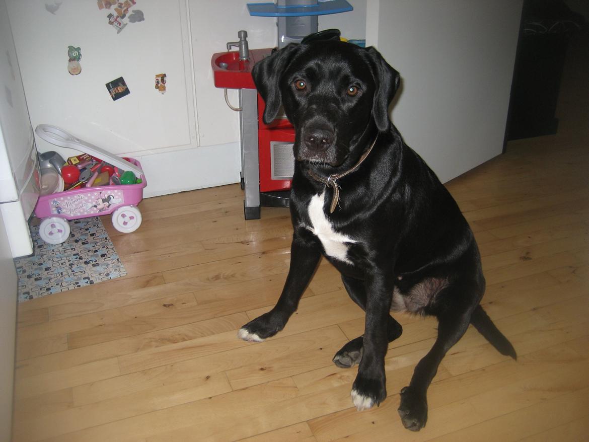 Blanding af racer sussi billede 5