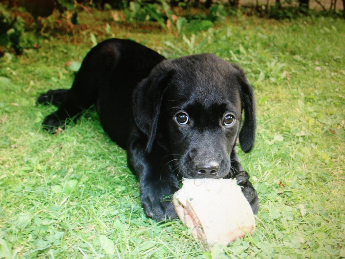 Labrador retriever Blackboys Kenzo - Kenzo som hvalp<3 det var hans første kødben billede 1