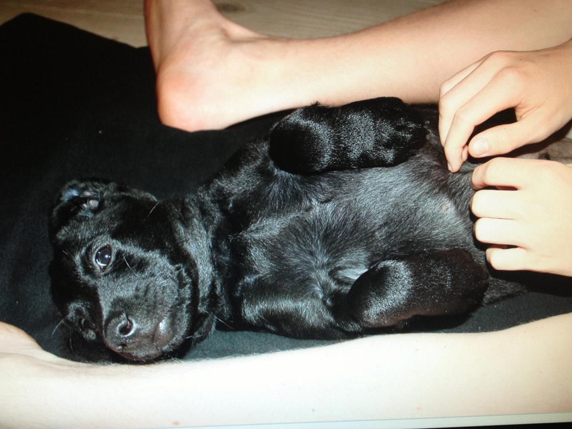 Labrador retriever Blackboys Kenzo - Her har vi lige hentet ham hjem<3 han fik en dejlig velkomst<3 billede 8