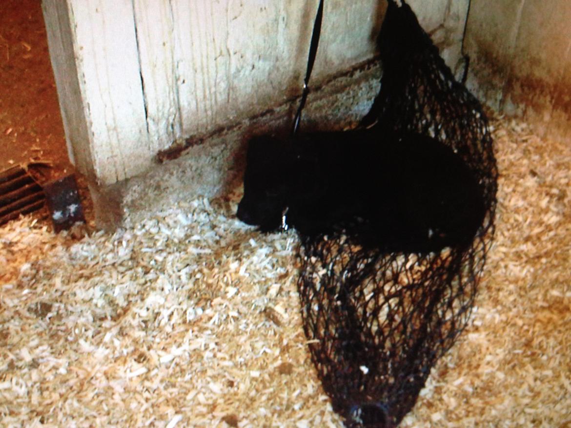 Labrador retriever Blackboys Kenzo - Første gang Kenzo var med  hos hesten<3 Det var meget hårdt så han havde brug for en lur i boksen<3 billede 9