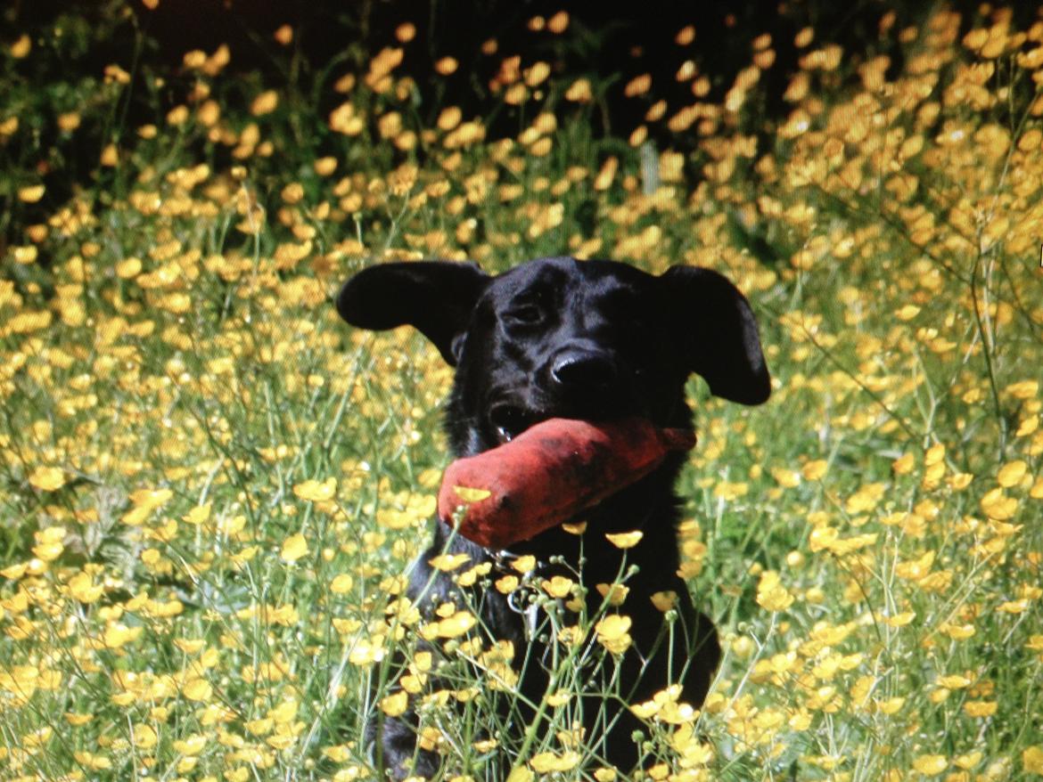 Labrador retriever Blackboys Kenzo - Jagt træning billede 10