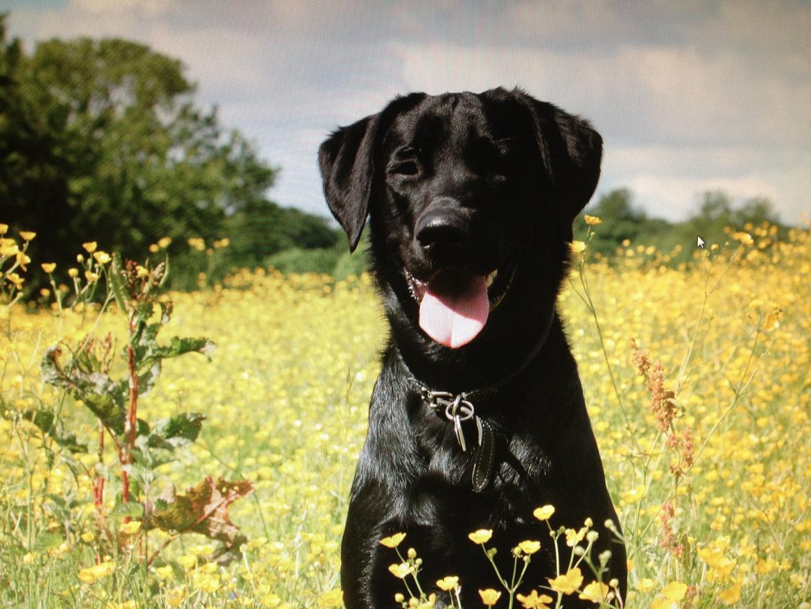 Labrador retriever Blackboys Kenzo - <3 billede 11