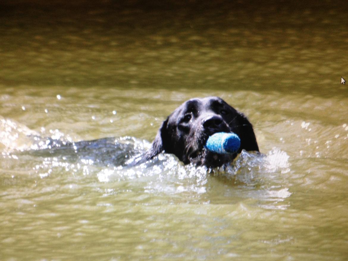 Labrador retriever Blackboys Kenzo - Jagt træning billede 13