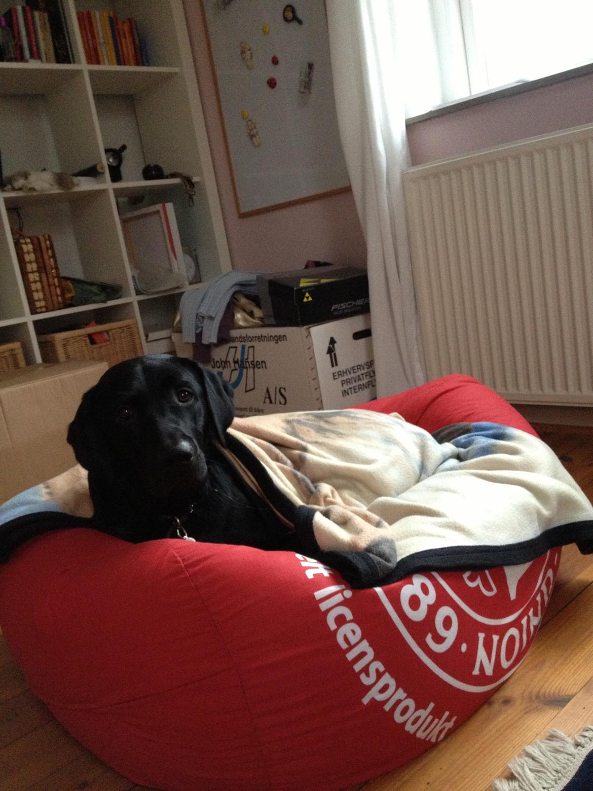 Labrador retriever Blackboys Kenzo - Kenzo i sin elskede sækkepude billede 14