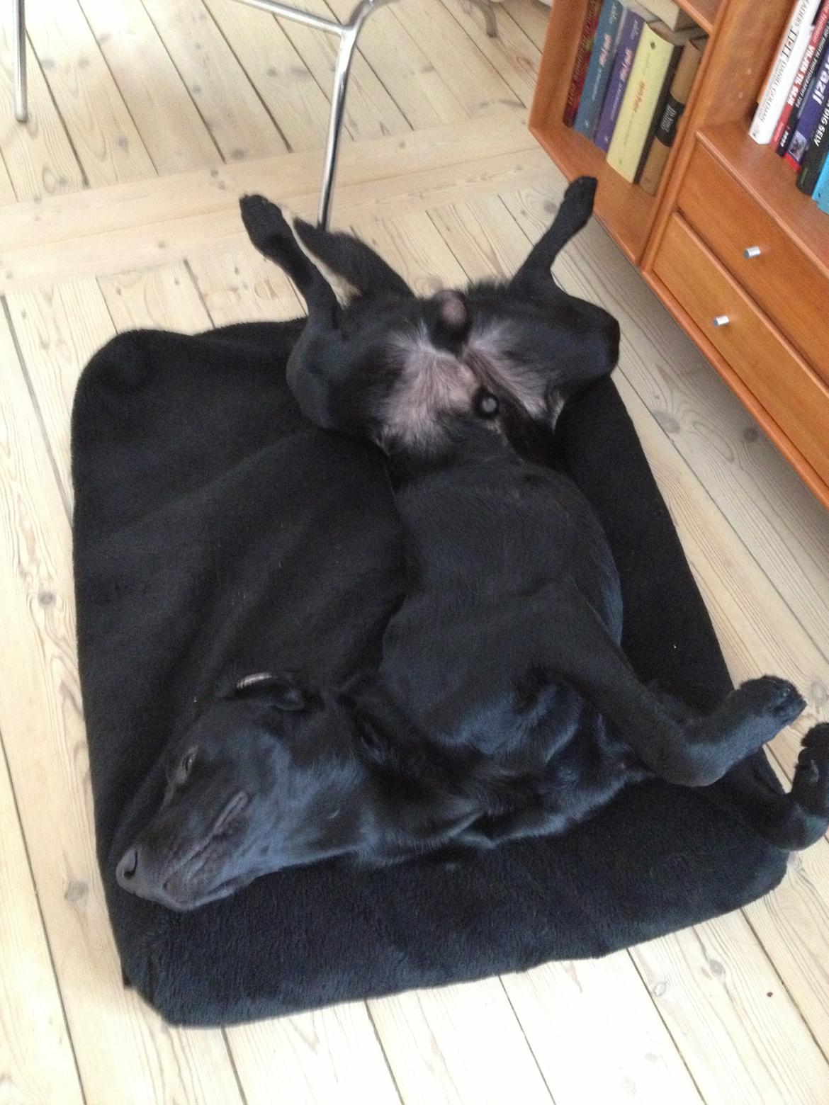 Labrador retriever Blackboys Kenzo - Godnaaat<3 billede 15