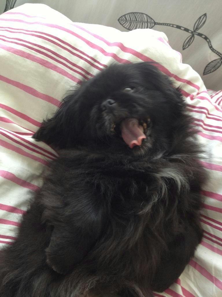 Pekingeser Beauti - Det er hårdt at være hund! :o) billede 2