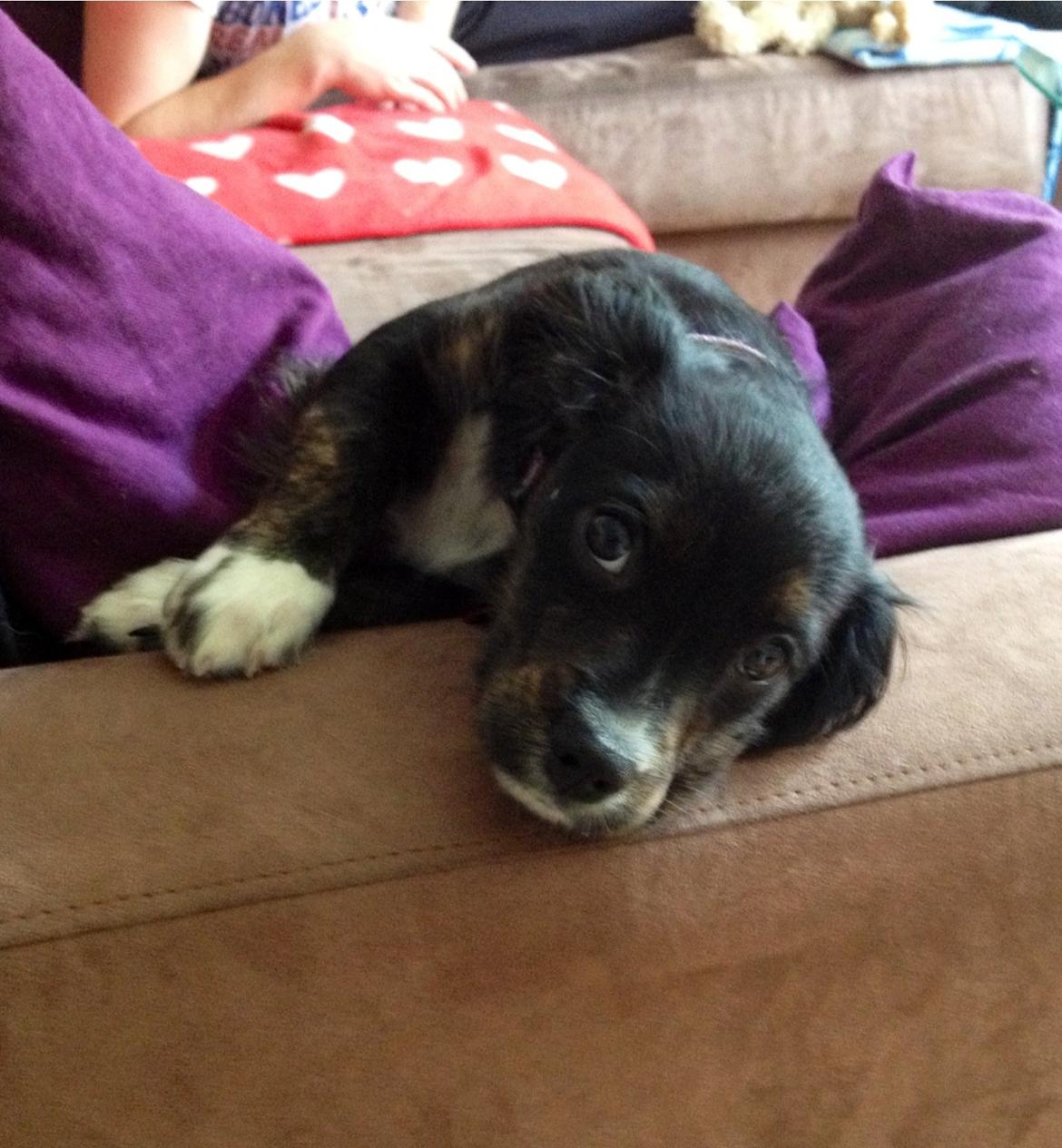 Blanding af racer Jessy billede 1