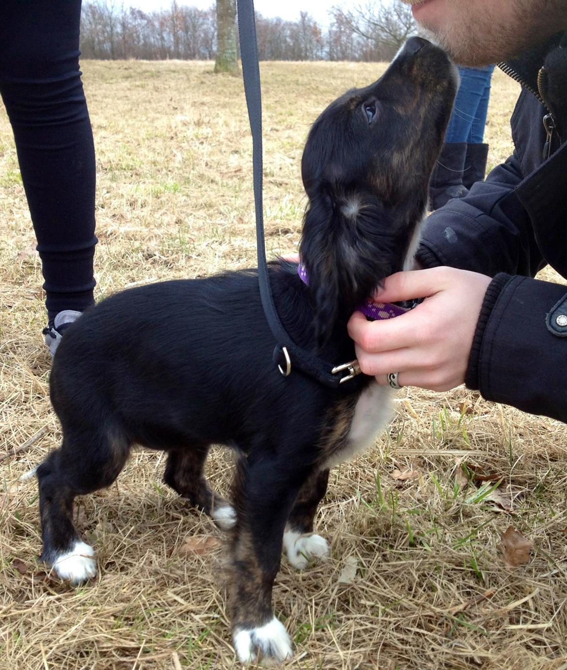 Blanding af racer Jessy - Første billed af pigen på vej hjem til sit nye hjem :) billede 2
