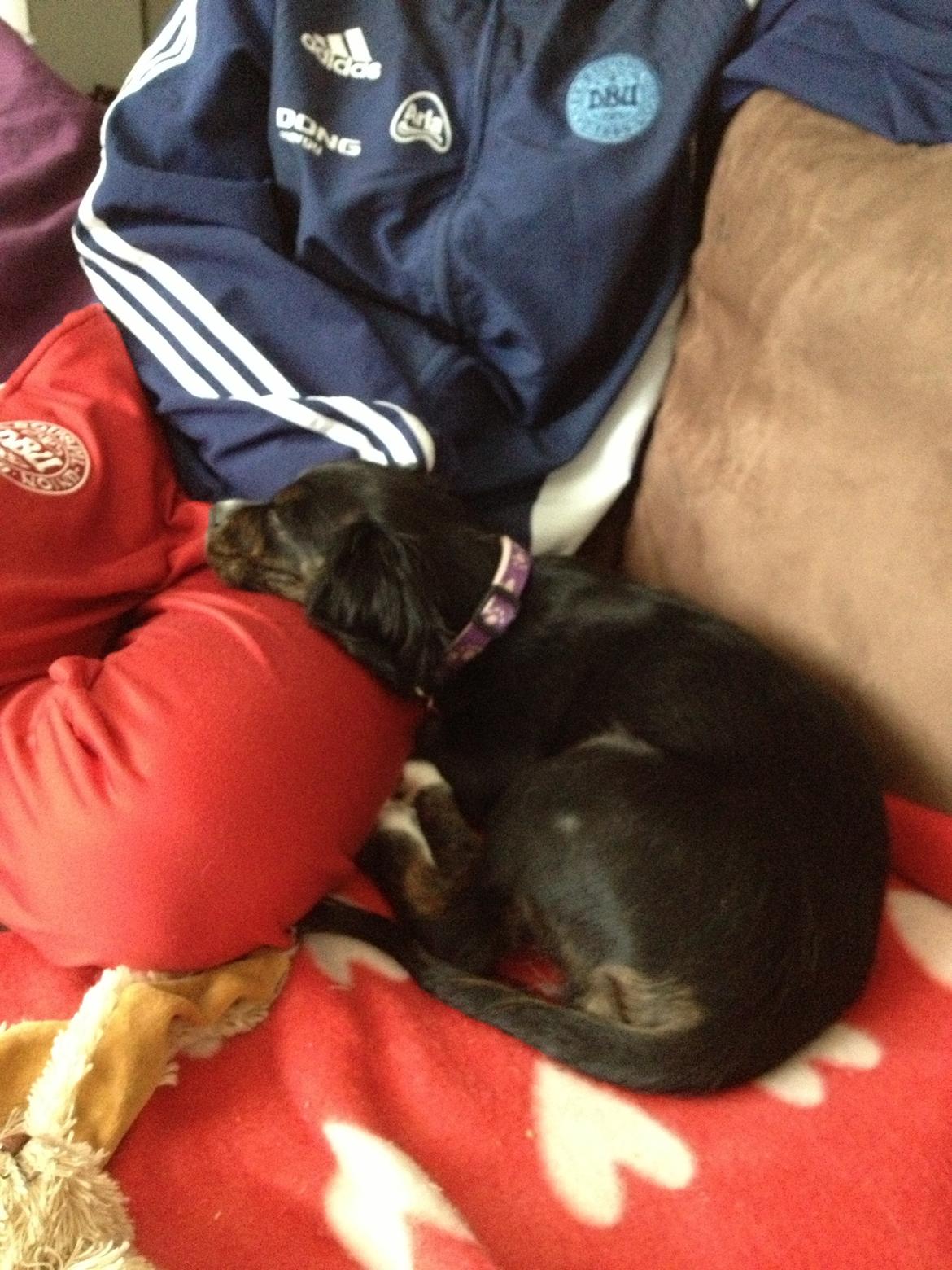 Blanding af racer Jessy billede 3