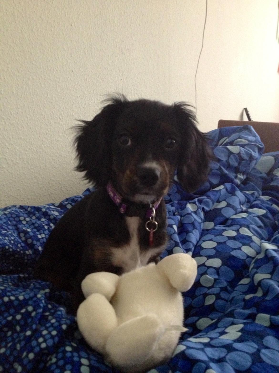 Blanding af racer Jessy billede 4