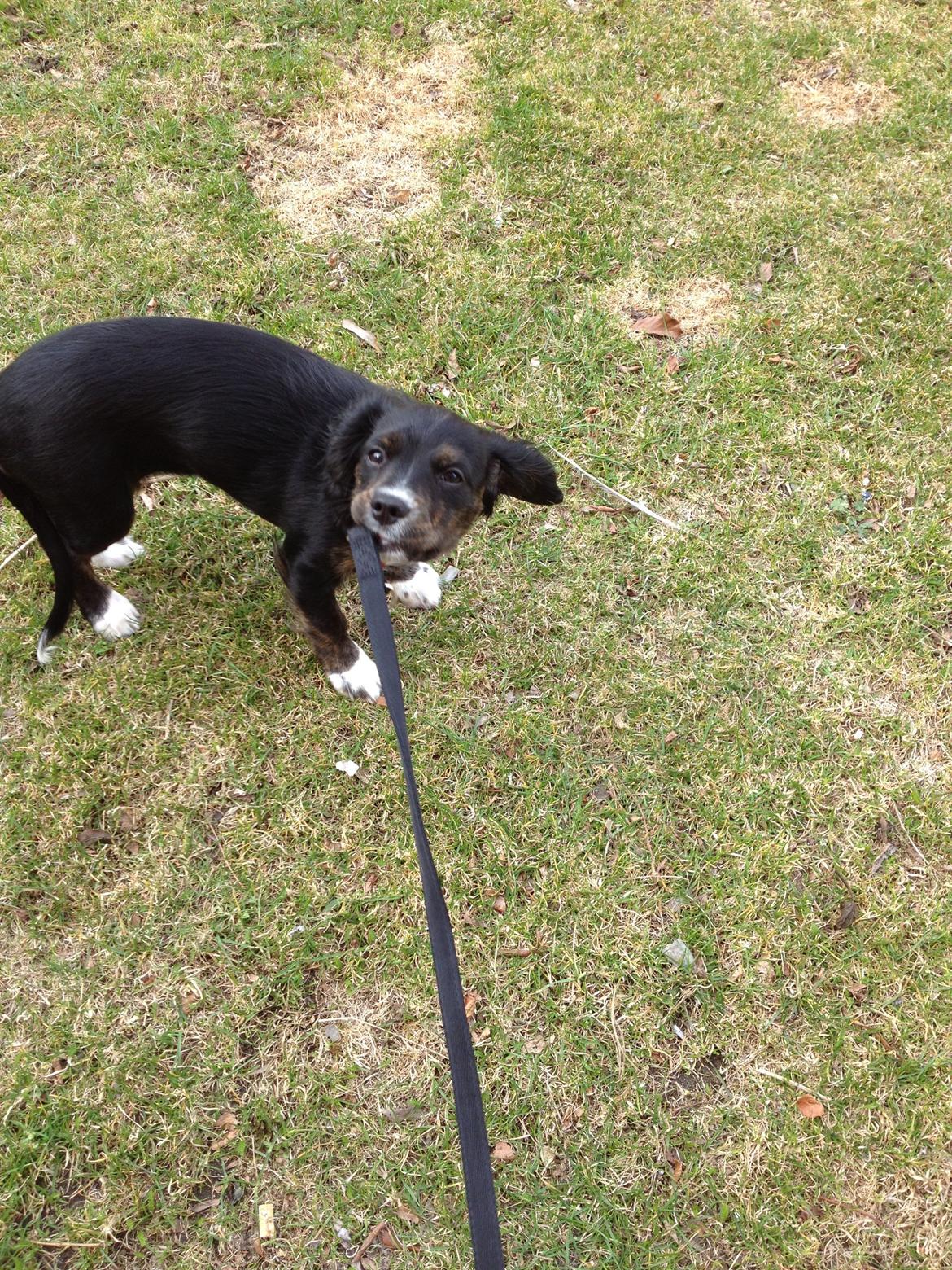 Blanding af racer Jessy - Kom nu vi skal lege billede 5