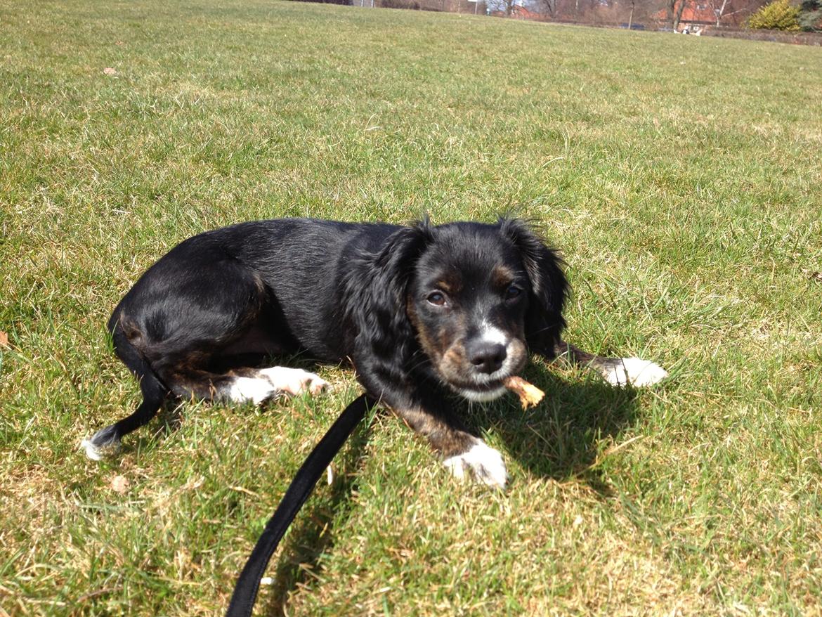 Blanding af racer Jessy billede 6