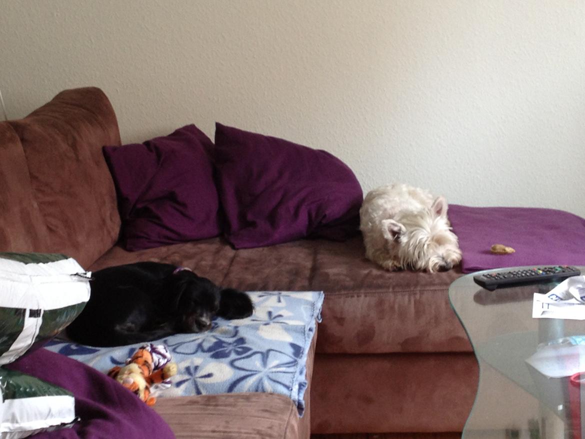 Blanding af racer Jessy - Ronya på besøg billede 7