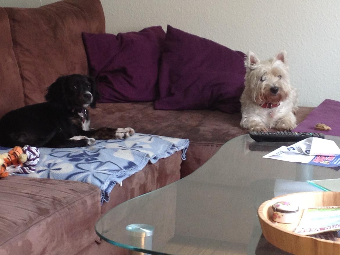 Blanding af racer Jessy - Ronya på besøg, må vi godt lege nu?? billede 8