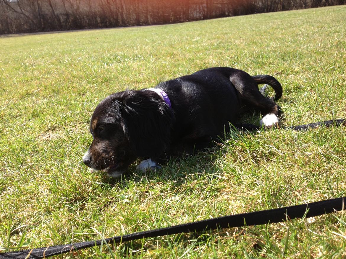 Blanding af racer Jessy billede 9