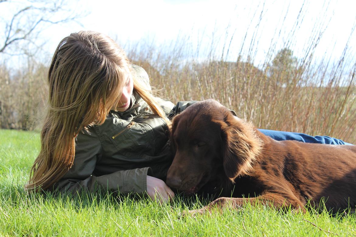 Flat coated retriever Mokka - Jeg elsker ham, han er den dejligste og smukkeste hund der findes! :) billede 7