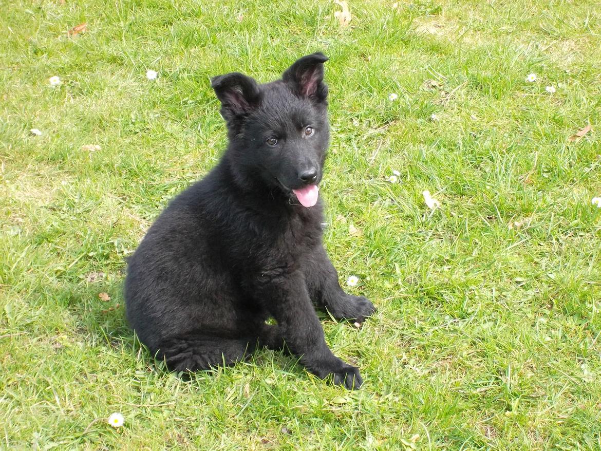 Schæferhund Luna billede 6