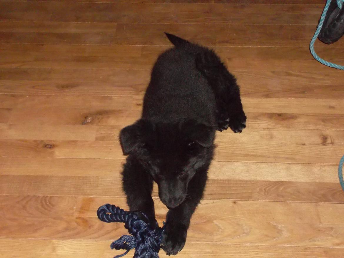 Schæferhund Luna billede 7