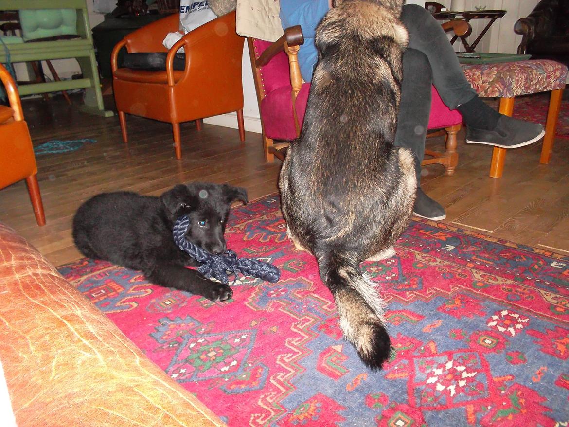 Schæferhund Luna billede 8