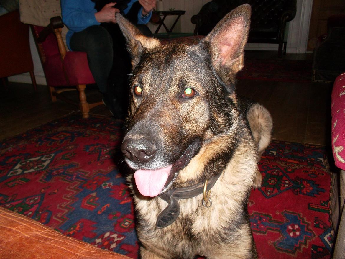 Schæferhund Kuba billede 15