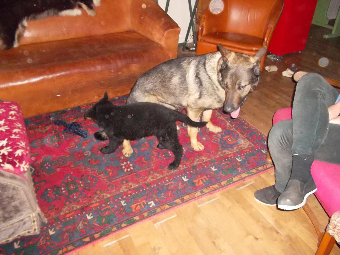 Schæferhund Kuba billede 16