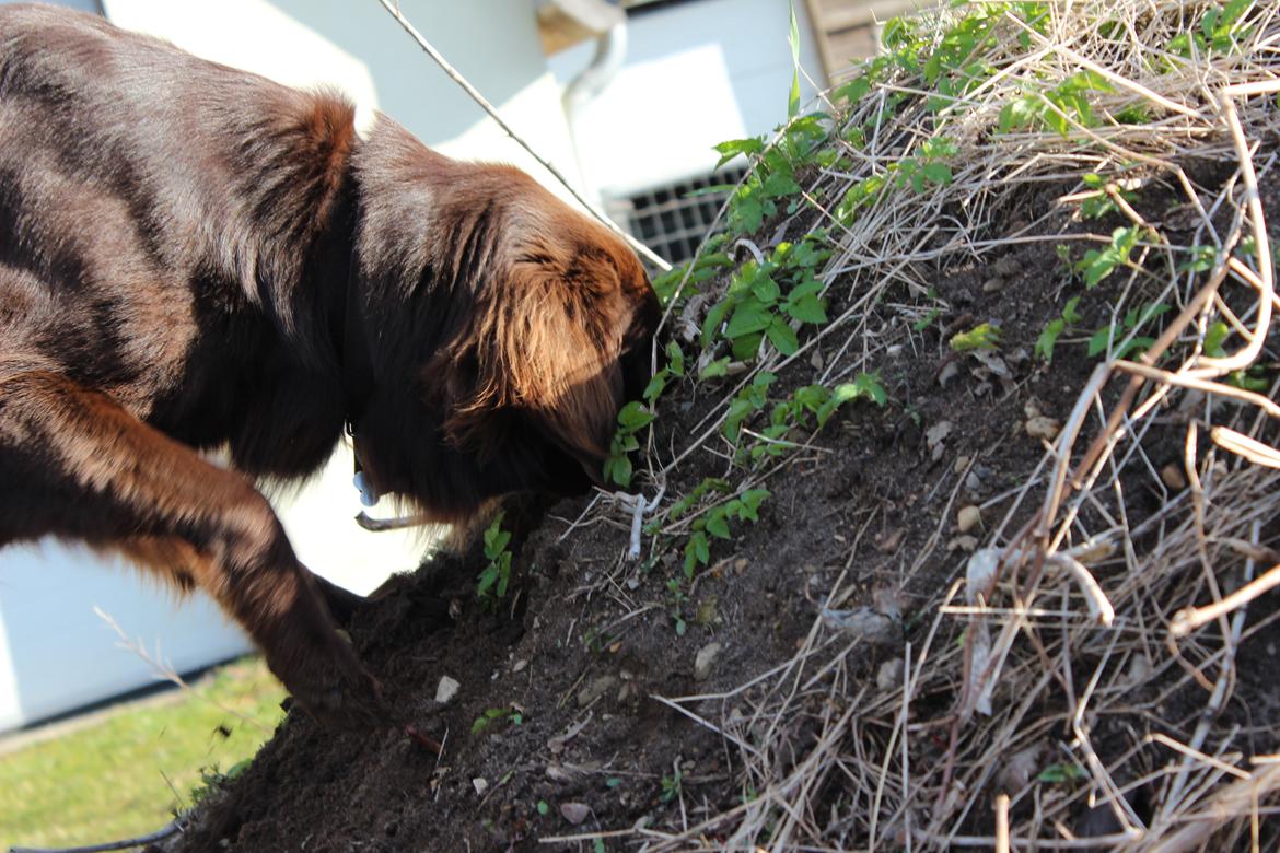 Flat coated retriever Mokka - "Hmmm....gad vide hvad jeg kan finde herinde....EN ORM!" :D billede 9