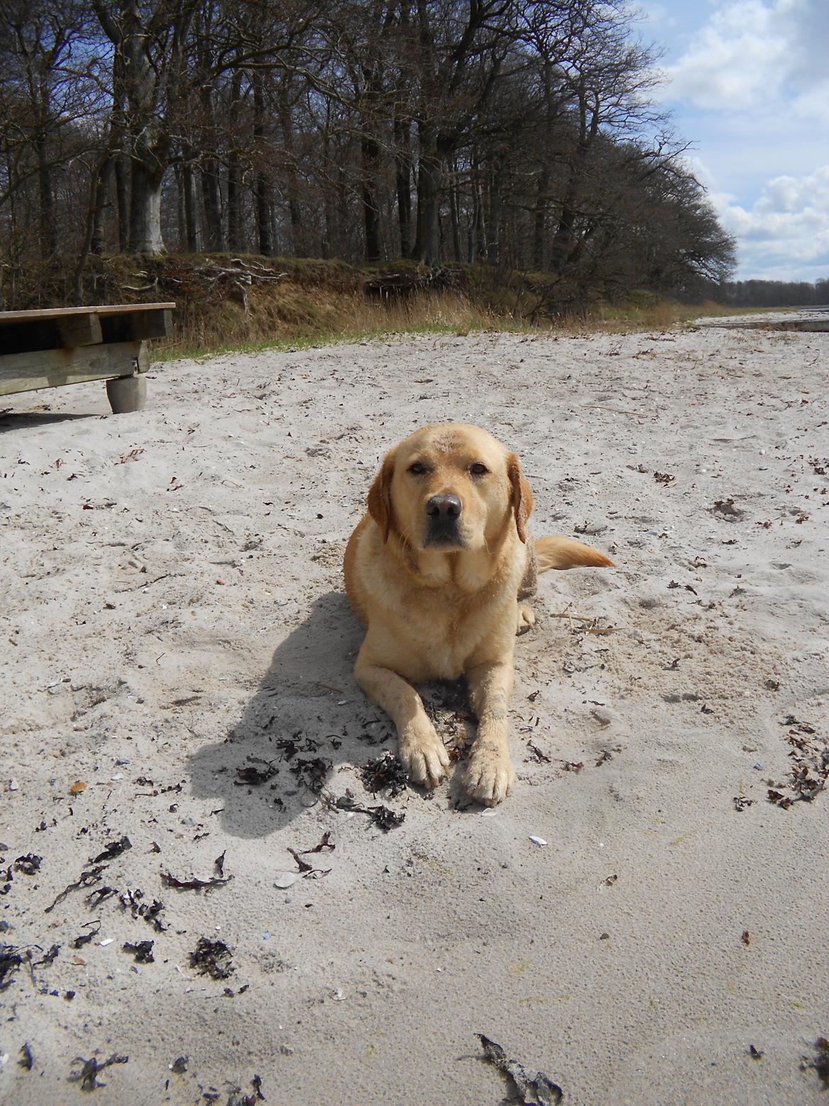 Blanding af racer Labrador retriever + Golden retriever Niels (BV) - Sommerhund ;) billede 2