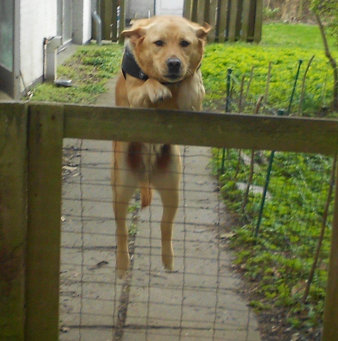 Blanding af racer Labrador retriever + Golden retriever Niels (BV) - Et lille spring over lågen ;)<3 billede 19