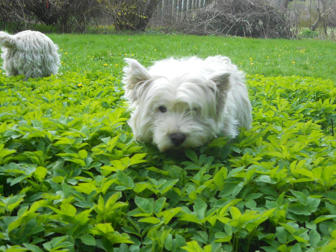 West highland white terrier Ravnegårds Olympus *Paddy* (My Soulmate <3) - Såå søød ! :D<3 billede 3