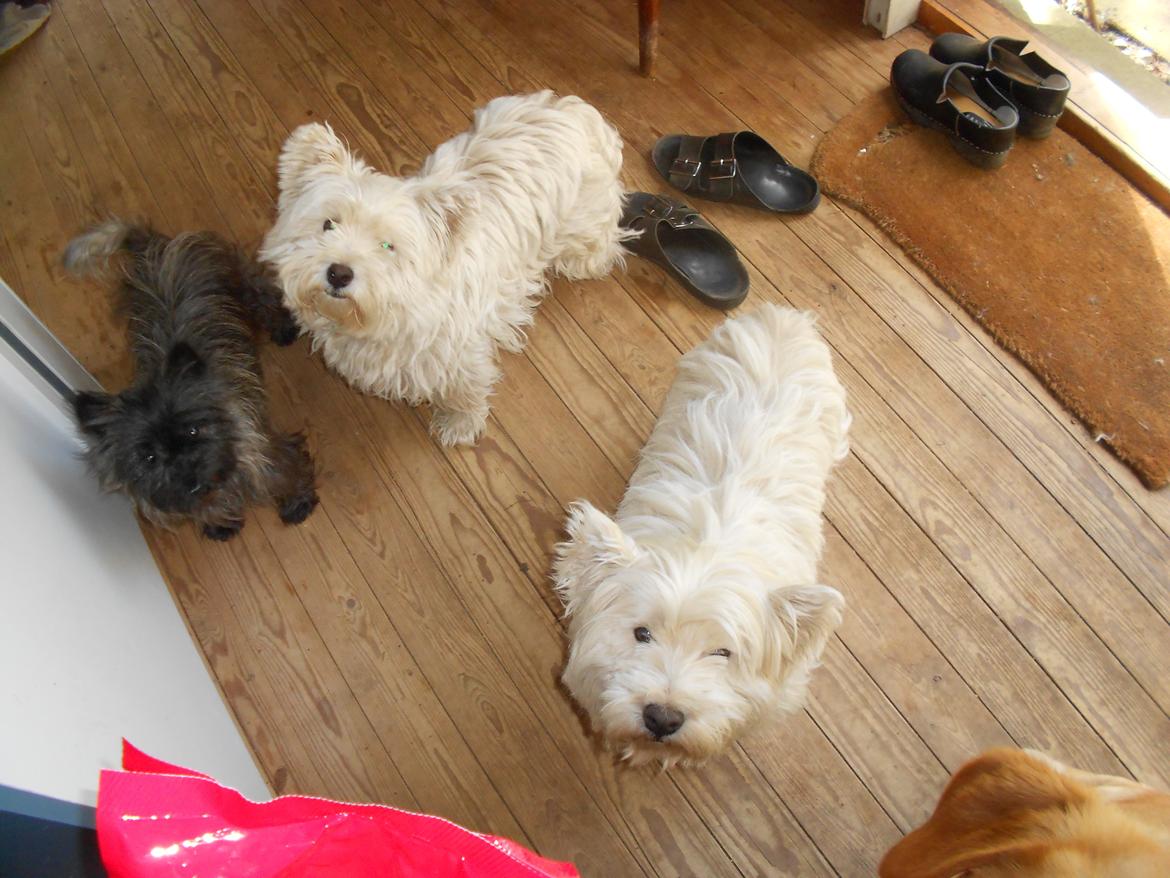 West highland white terrier La Toya  (Den specielle<3) - Det er La Toya i midten ;)<3 billede 3