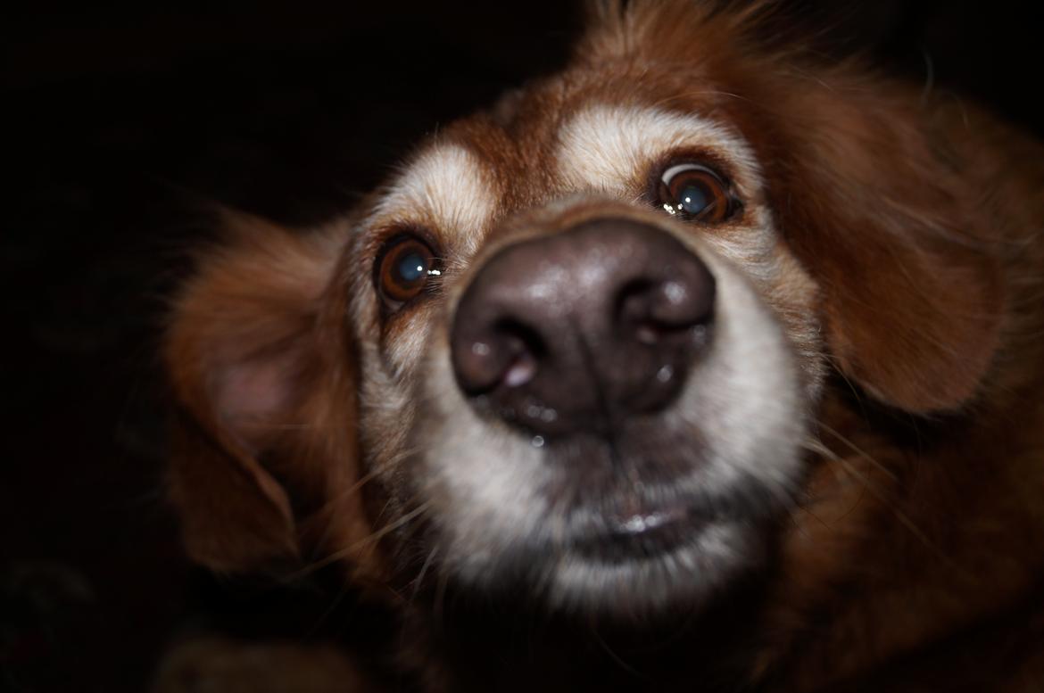 Nova scotia duck tolling retriever Marvin - Marvin, forår 2013 billede 15