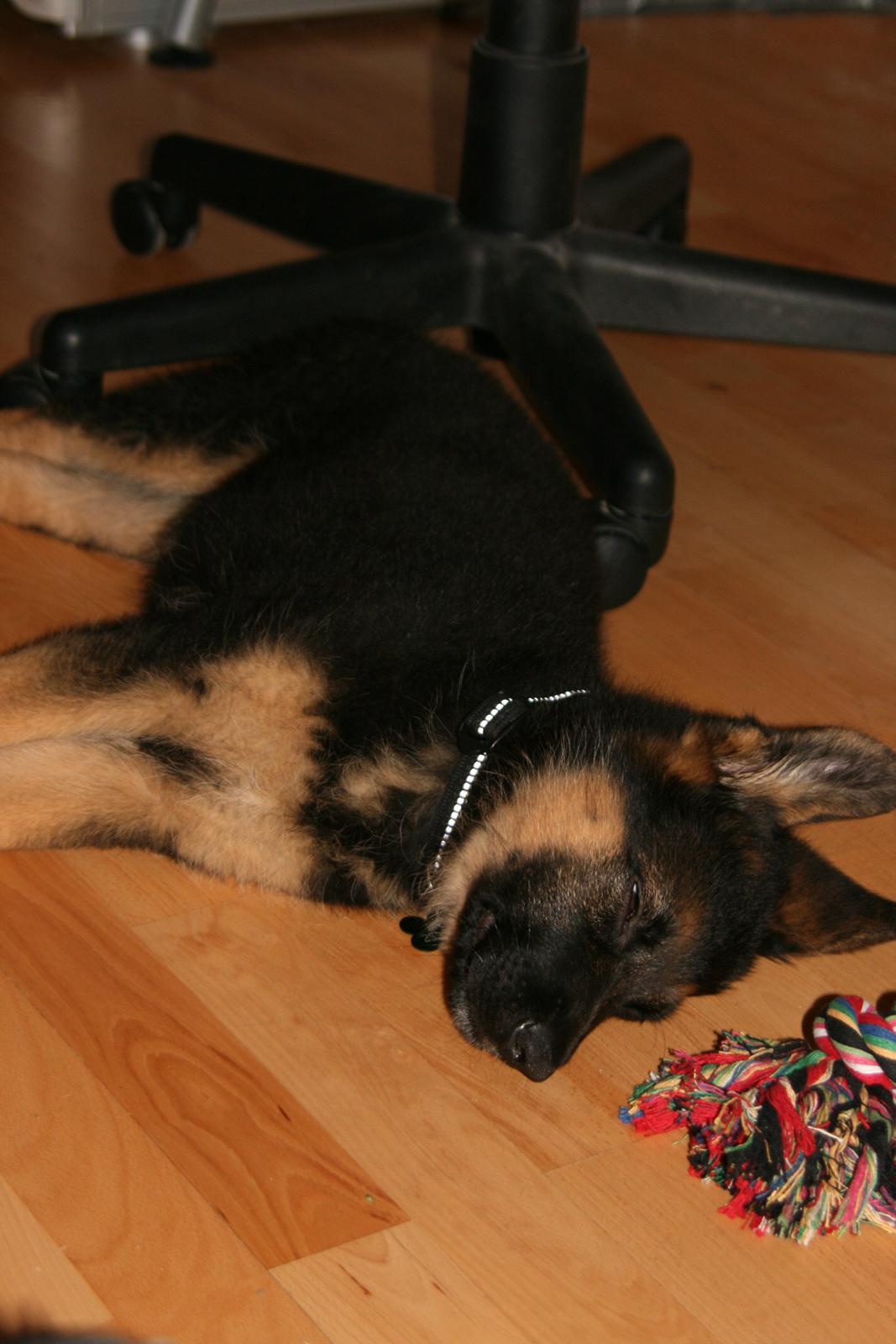 Schæferhund Normanners Platin - Zagan - Dagen vi fik ham hjem. Træt lille basse billede 1