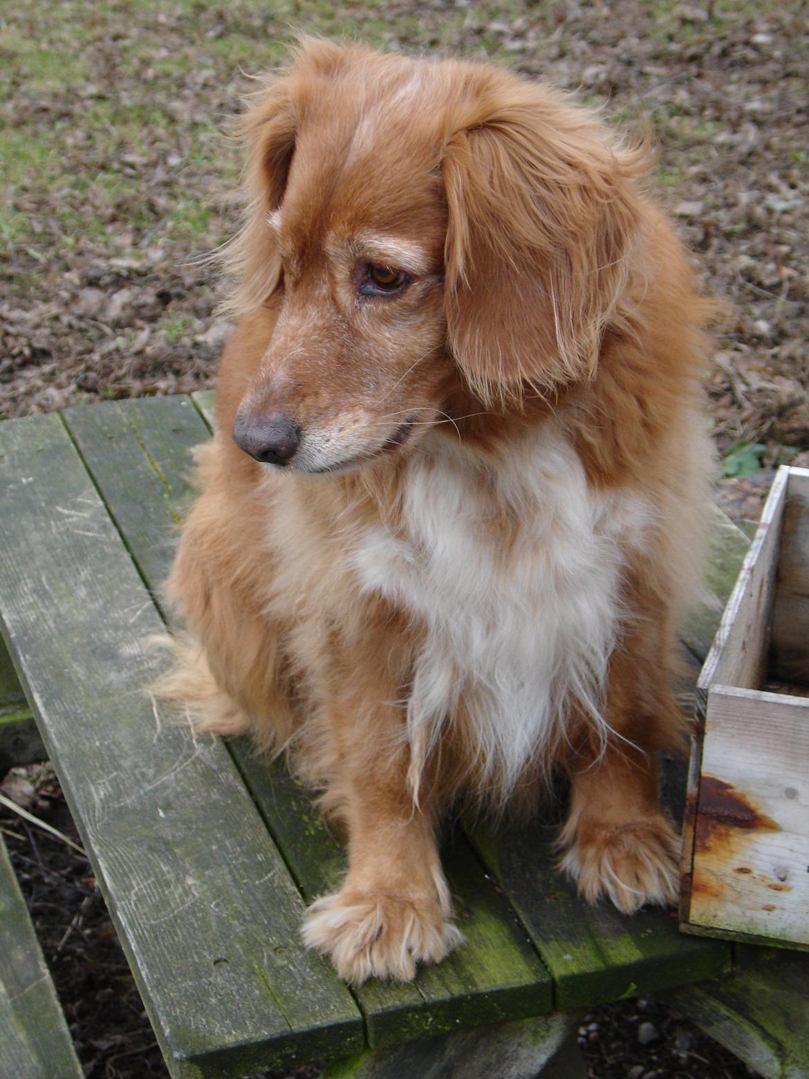 Nova scotia duck tolling retriever Marvin - Gammelt billede, omkring 2010 billede 11