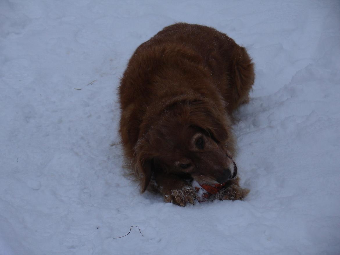 Nova scotia duck tolling retriever Marvin - Gammelt billede, kan ikke huske året :-) billede 17