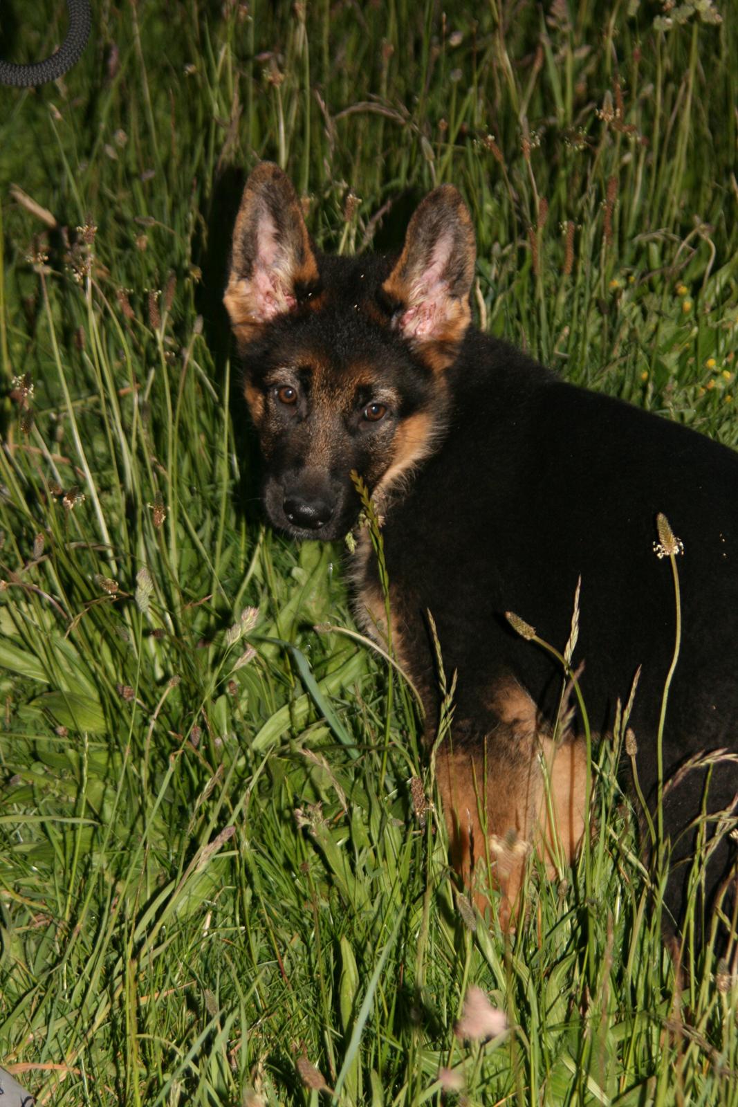 Schæferhund Normanners Platin - Zagan - lille usikre Vaps, blev til stor frygtløs beskytter. Det er fantastisk som sindet ændrer sig med alderen! billede 2