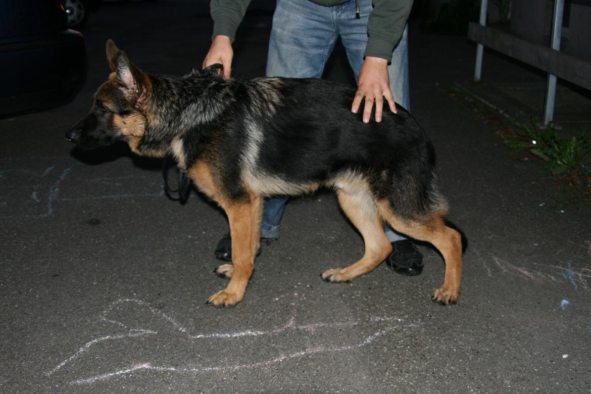Schæferhund Normanners Platin - Zagan - Hvalpepelsen er på vej af og han får smukke farver. Her omkring 5 mdr billede 3
