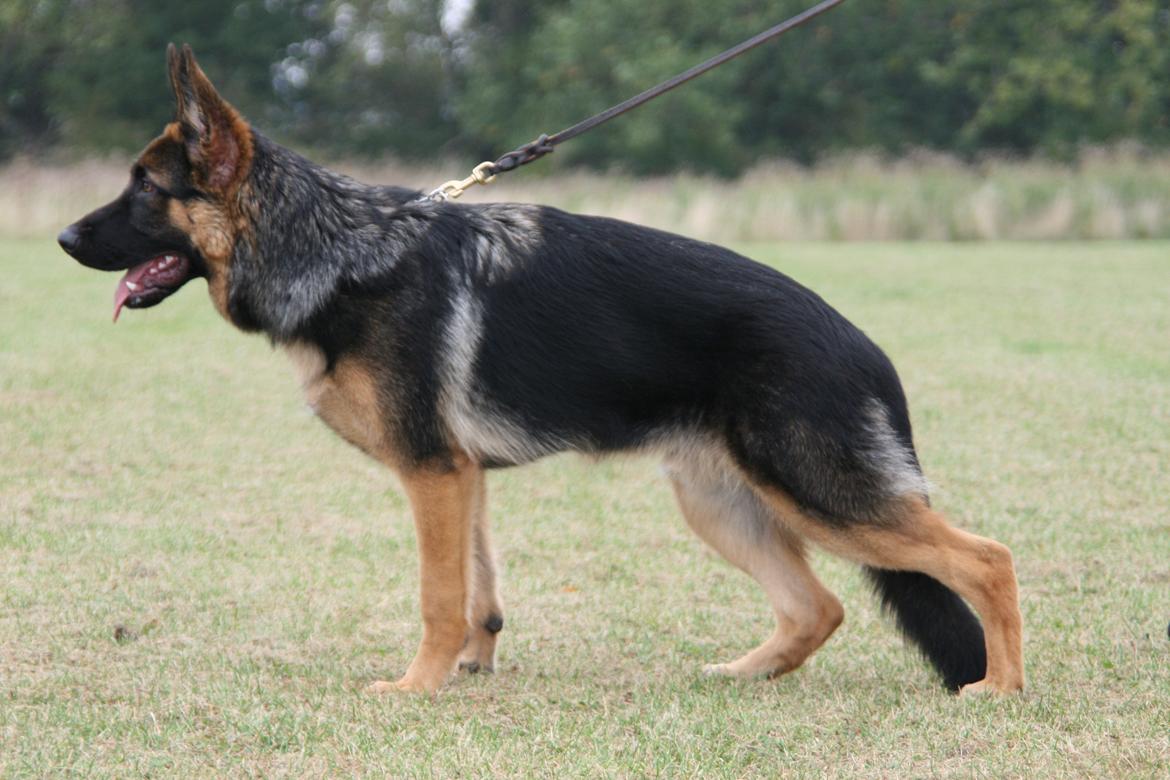 Schæferhund Normanners Platin - Zagan - På udstilling 6 mdr gammel billede 4