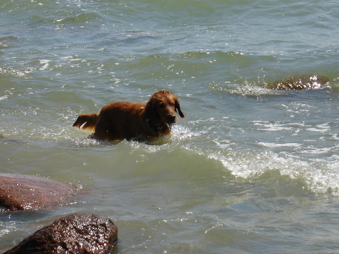 Nova scotia duck tolling retriever Marvin - Gammelt billede, kan ikke huske året :-) billede 18