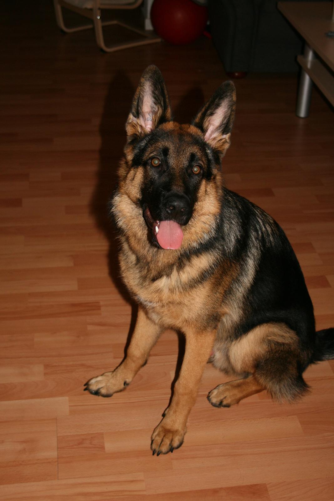 Schæferhund Normanners Platin - Zagan - Altid klar til møsser. Jeg savner dig alt for meget. Elskede dejlige Zagan! billede 5