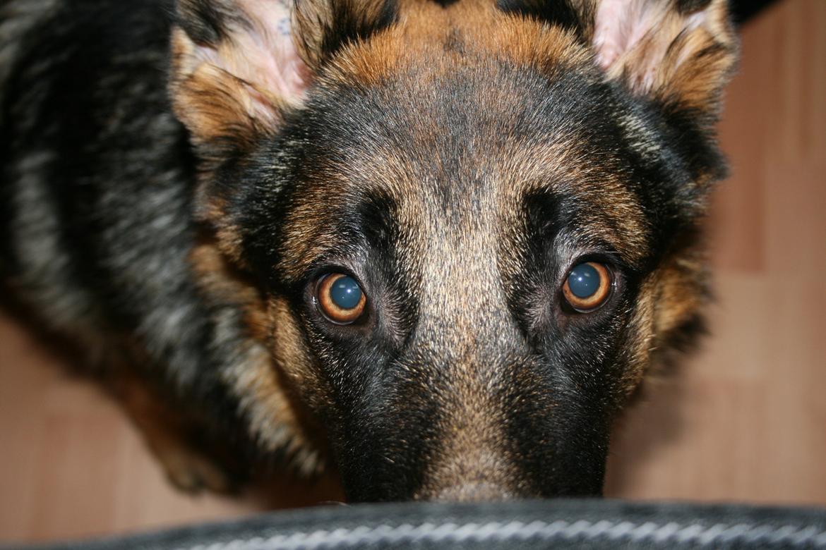 Schæferhund Normanners Platin - Zagan - Hvad glor du på mor?? billede 6