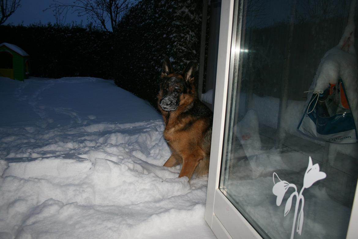 Schæferhund Normanners Platin - Zagan - Jeg ÆÆÆLSKER at lege i sne!!! billede 7