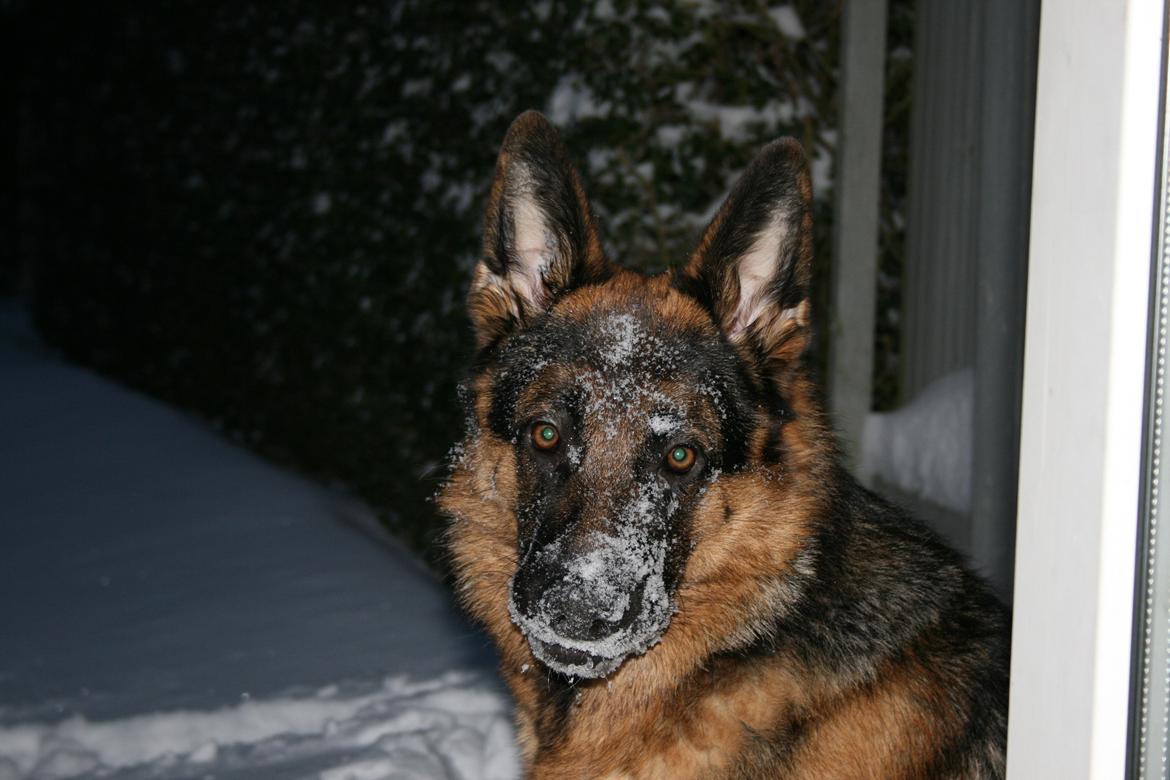 Schæferhund Normanners Platin - Zagan - Sne er bare det fedeste i HELE verden!! Jeg ÆLSKER det!!! billede 8