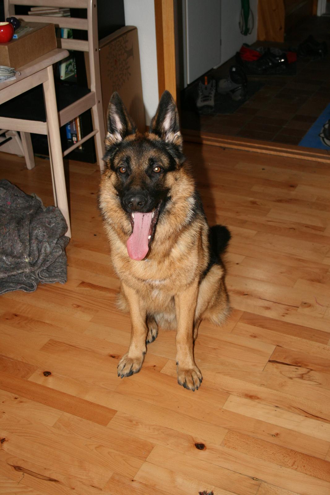 Schæferhund Normanners Platin - Zagan - Ska vi lege? Jeg er altid klar! billede 9