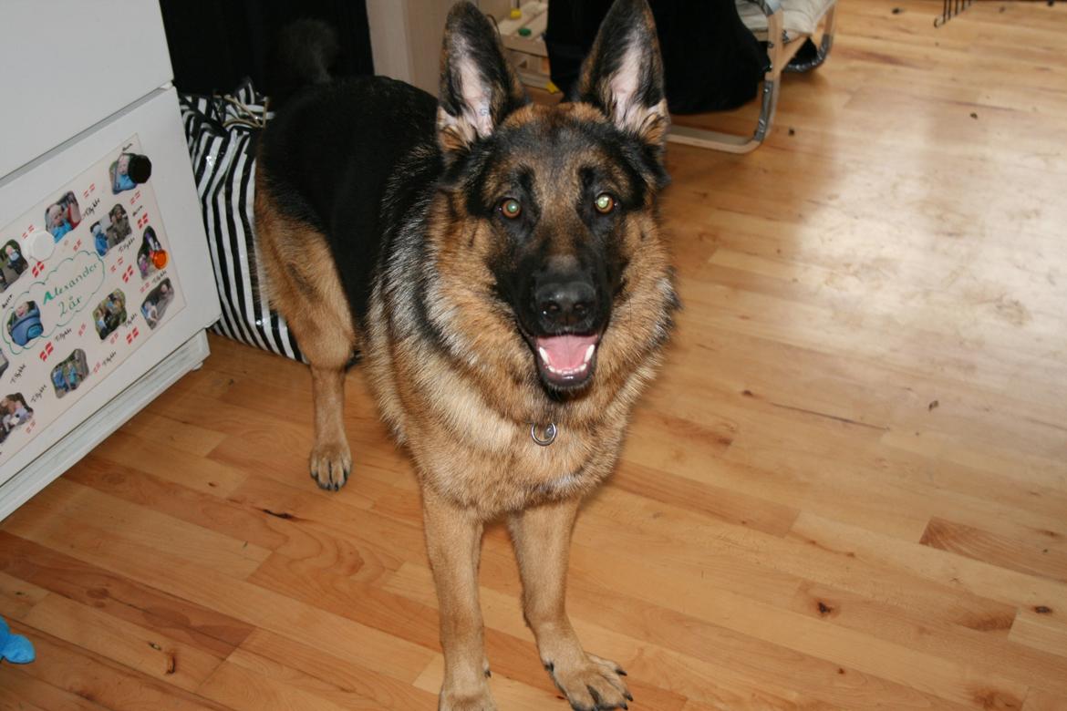 Schæferhund Normanners Platin - Zagan - Leg nu med mig forhelved kælling... billede 10