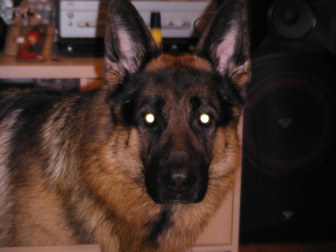 Schæferhund Normanners Platin - Zagan - Jeg sværger jeg er en alien hund!!! billede 11